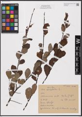 Foto von Salix aurita L.